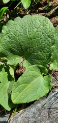 Arnica cordifolia