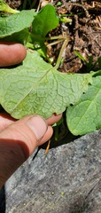 Arnica cordifolia