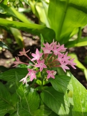 Pentas