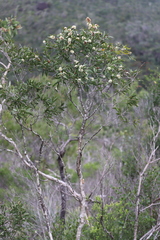 Melaleuca citrolens