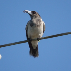 Cracticus nigrogularis