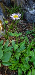 Erigeron peregrinus