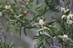 Melaleuca citrolens