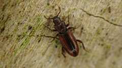 Bothrideres bipunctatus