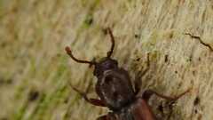 Bothrideres bipunctatus