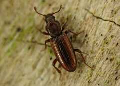 Bothrideres bipunctatus