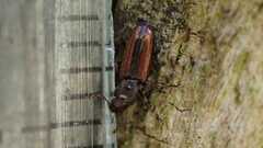 Bothrideres bipunctatus