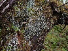 Hypogymnia duplicata