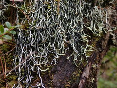 Hypogymnia duplicata