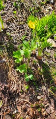 Ranunculus eschscholtzii