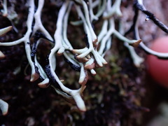 Hypogymnia duplicata