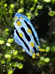 Phyllidia coelestis