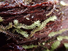 Douinia ovata