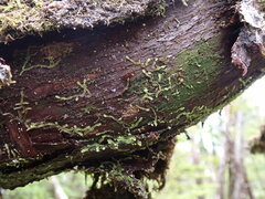 Douinia ovata