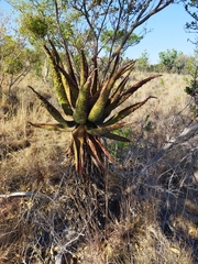 Aloe marlothii marlothii