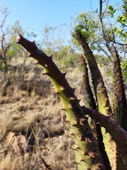 Aloe marlothii marlothii