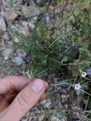 Image of Linanthus bigelovii by (c) Alaina Krakowiak, some rights reserved (CC BY)