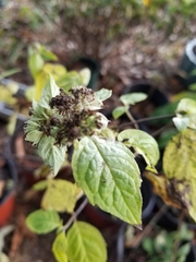 Pycnanthemum incanum