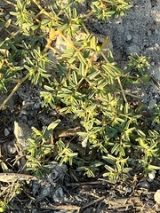 Euphorbia polygonifolia