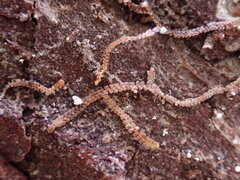Frullania