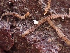 Frullania