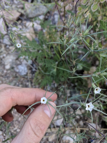 Image of Linanthus bigelovii by (c) Alaina Krakowiak, some rights reserved (CC BY)
