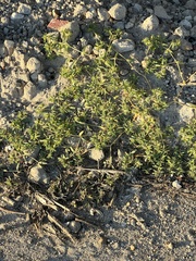 Euphorbia polygonifolia