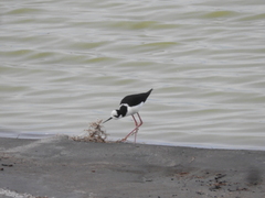 Himantopus mexicanus melanurus