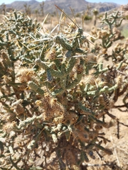 Cylindropuntia ramosissima