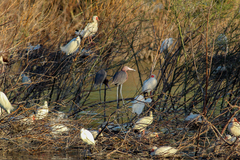 Egretta rufescens dickeyi