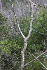 Melaleuca citrolens