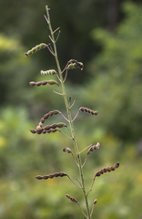 Desmodium illinoense