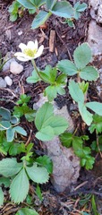 Fragaria virginiana