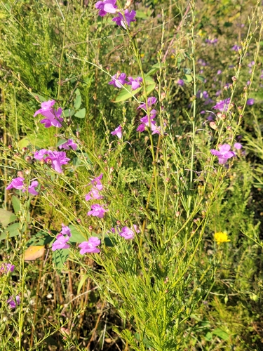 Image of Agalinis fasciculata by (c) Jay Horn, some rights reserved (CC BY)