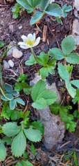 Fragaria virginiana