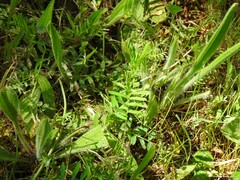 Vicia lutea