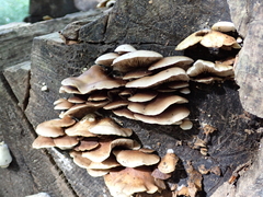 Crepidotus