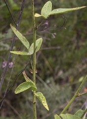 Desmodium illinoense