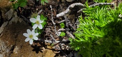 Anemone drummondii