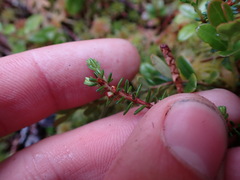 Empetrum nigrum