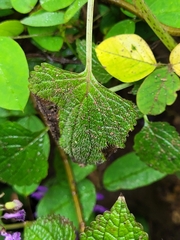 Coleus