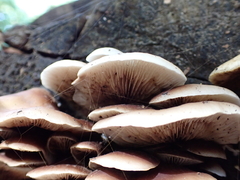 Crepidotus