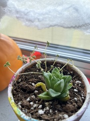 Haworthia