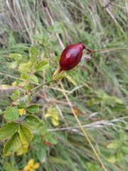 Rosa rubiginosa