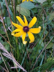 Rudbeckia