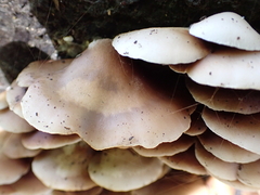 Crepidotus
