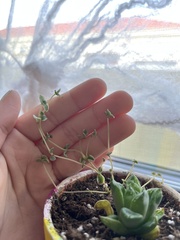 Haworthia