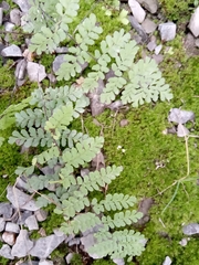 Myriopteris alabamensis