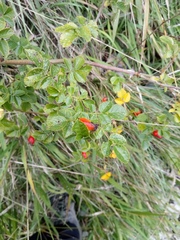 Rosa rubiginosa