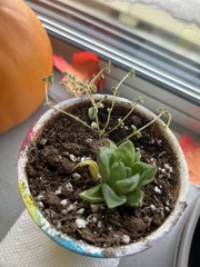 Haworthia